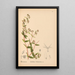 Medicinal Plants Pl043 - Charles Frederick Millspaugh — framed artwork on a wall