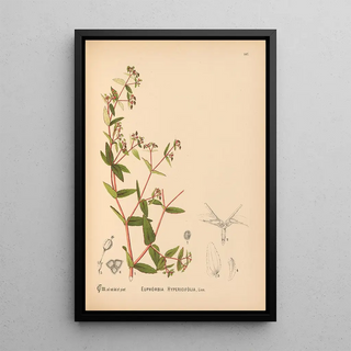 Medicinal Plants Pl043 - Charles Frederick Millspaugh — framed artwork on a wall