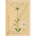 Medicinal Plants Pl044 - Charles Frederick Millspaugh — artwork view