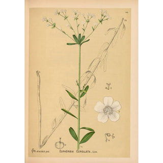 Medicinal Plants Pl044 - Charles Frederick Millspaugh — artwork view