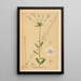 Medicinal Plants Pl044 - Charles Frederick Millspaugh — framed artwork on a wall