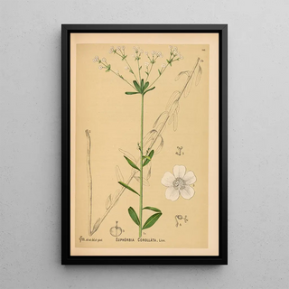 Medicinal Plants Pl044 - Charles Frederick Millspaugh — framed artwork on a wall