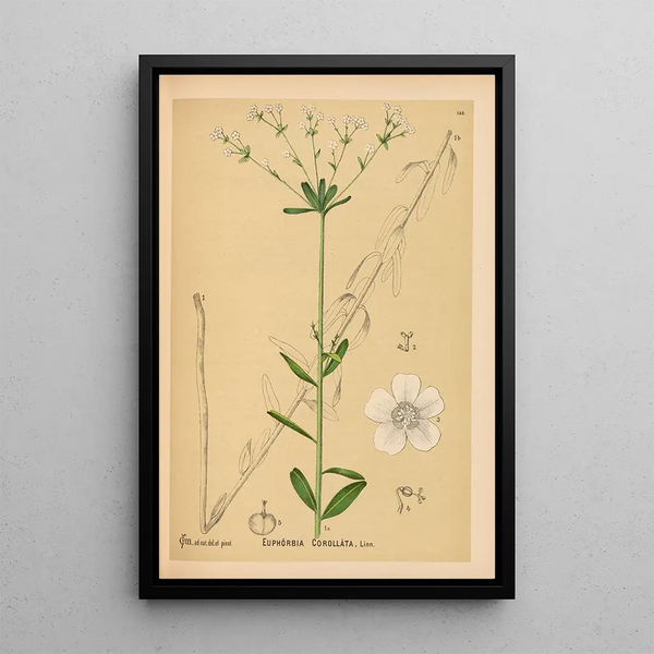 Medicinal Plants Pl044 - Charles Frederick Millspaugh — framed artwork on a wall