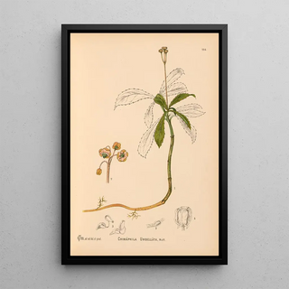 Reproduction of the painting Medicinal plants Pl045 - Charles Frederick Millspaugh