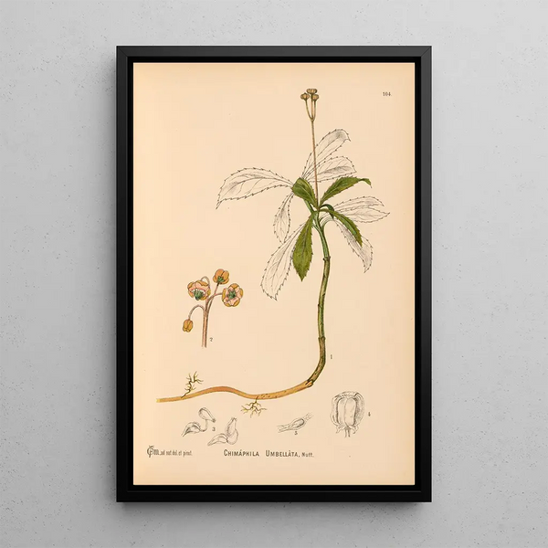 Reproduction of the painting Medicinal plants Pl045 - Charles Frederick Millspaugh