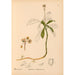 Reproduction of the painting Medicinal plants Pl045 - Charles Frederick Millspaugh