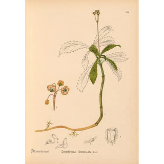 Reproduction of the painting Medicinal plants Pl045 - Charles Frederick Millspaugh