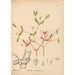 Medicinal plants Pl046 - Charles Frederick Millspaugh — artwork view