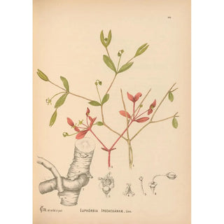 Medicinal plants Pl046 - Charles Frederick Millspaugh — artwork view