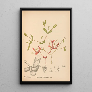 Medicinal plants Pl046 - Charles Frederick Millspaugh — framed artwork on a wall