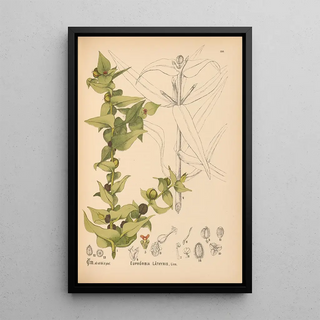 Reproduction of the painting Medicinal Plants Pl047 - Charles Frederick Millspaugh