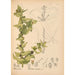 Reproduction of the painting Medicinal Plants Pl047 - Charles Frederick Millspaugh
