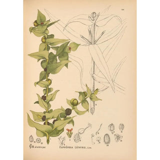 Reproduction of the painting Medicinal Plants Pl047 - Charles Frederick Millspaugh