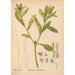 Medicinal plants Pl048 - Charles Frederick Millspaugh — artwork view