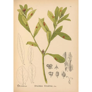Medicinal plants Pl048 - Charles Frederick Millspaugh — artwork view