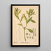 Medicinal plants Pl048 - Charles Frederick Millspaugh — framed artwork on a wall