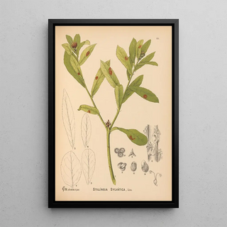 Medicinal plants Pl048 - Charles Frederick Millspaugh — framed artwork on a wall
