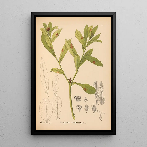 Medicinal plants Pl048 - Charles Frederick Millspaugh — framed artwork on a wall