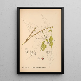 Reproduction of the painting Medicinal Plants Pl049 - Charles Frederick Millspaugh