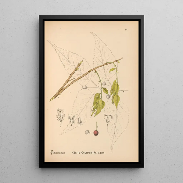Reproduction of the painting Medicinal Plants Pl049 - Charles Frederick Millspaugh