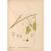 Reproduction of the painting Medicinal Plants Pl049 - Charles Frederick Millspaugh