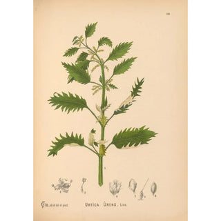 Medicinal Plants Pl050 - Charles Frederick Millspaugh — artwork view
