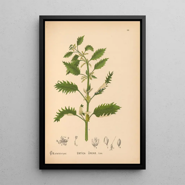 Medicinal Plants Pl050 - Charles Frederick Millspaugh — framed artwork on a wall