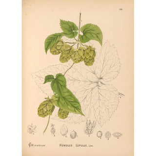 Medicinal Plants Pl052 - Charles Frederick Millspaugh — artwork view