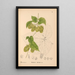 Medicinal Plants Pl052 - Charles Frederick Millspaugh — framed artwork on a wall