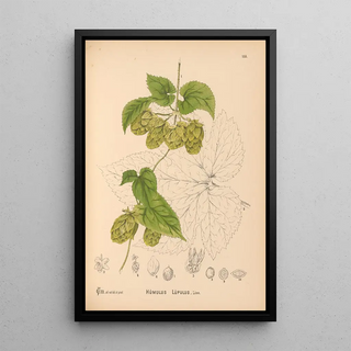 Medicinal Plants Pl052 - Charles Frederick Millspaugh — framed artwork on a wall