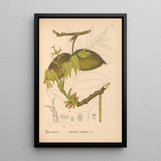 Reproduction of the painting Medicinal Plants Pl053 - Charles Frederick Millspaugh