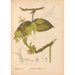 Reproduction of the painting Medicinal Plants Pl053 - Charles Frederick Millspaugh