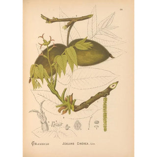 Reproduction of the painting Medicinal Plants Pl053 - Charles Frederick Millspaugh