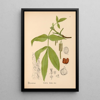 Reproduction of the painting Medicinal plants Pl054 - Charles Frederick Millspaugh
