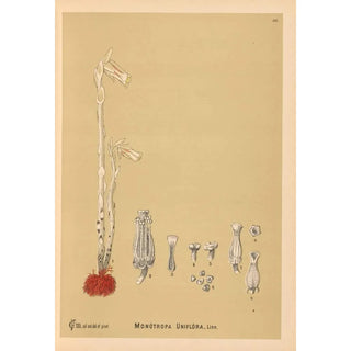 Medicinal Plants Pl055 - Charles Frederick Millspaugh — artwork view