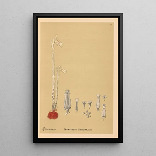 Medicinal Plants Pl055 - Charles Frederick Millspaugh — framed artwork on a wall