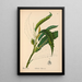 Reproduction of the painting Medicinal Plants Pl056 - Charles Frederick Millspaugh