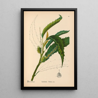 Reproduction of the painting Medicinal Plants Pl056 - Charles Frederick Millspaugh