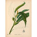 Reproduction of the painting Medicinal Plants Pl056 - Charles Frederick Millspaugh
