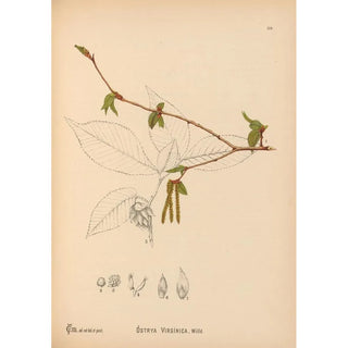 Medicinal Plants Pl057 - Charles Frederick Millspaugh — artwork view