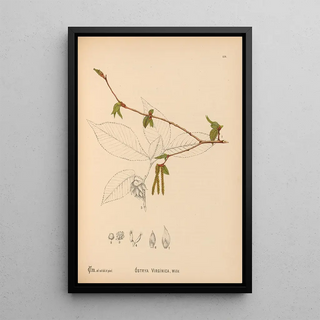 Medicinal Plants Pl057 - Charles Frederick Millspaugh — framed artwork on a wall