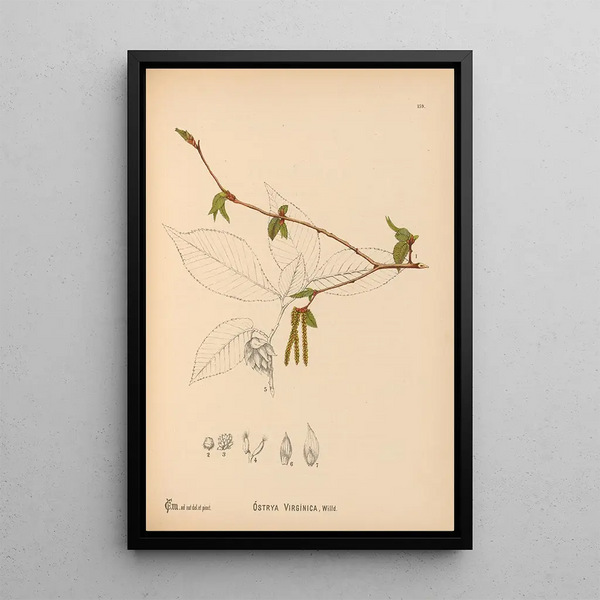 Medicinal Plants Pl057 - Charles Frederick Millspaugh — framed artwork on a wall