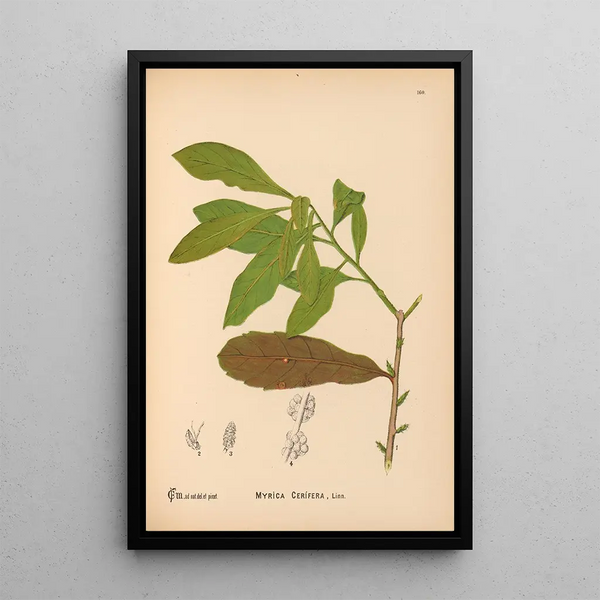 Reproduction of the painting Medicinal Plants Pl058 - Charles Frederick Millspaugh