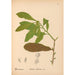 Reproduction of the painting Medicinal Plants Pl058 - Charles Frederick Millspaugh