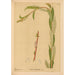 Medicinal Plants Pl059 - Charles Frederick Millspaugh — artwork view