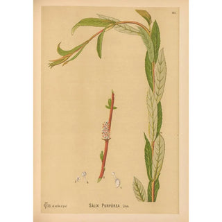 Medicinal Plants Pl059 - Charles Frederick Millspaugh — artwork view