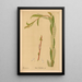 Medicinal Plants Pl059 - Charles Frederick Millspaugh — framed artwork on a wall