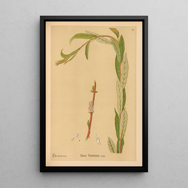 Medicinal Plants Pl059 - Charles Frederick Millspaugh — framed artwork on a wall