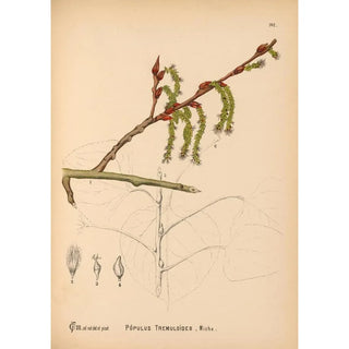 Medicinal Plants Pl060 - Charles Frederick Millspaugh — artwork view