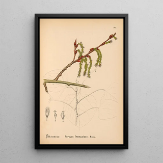Medicinal Plants Pl060 - Charles Frederick Millspaugh — framed artwork on a wall